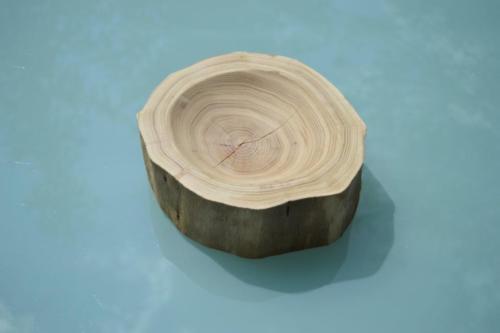 Akácie 21 cm